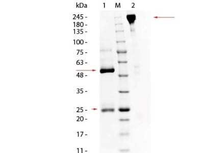 SDS-PAGE: Porcine IgG Isotype Control [NBP1-97054]